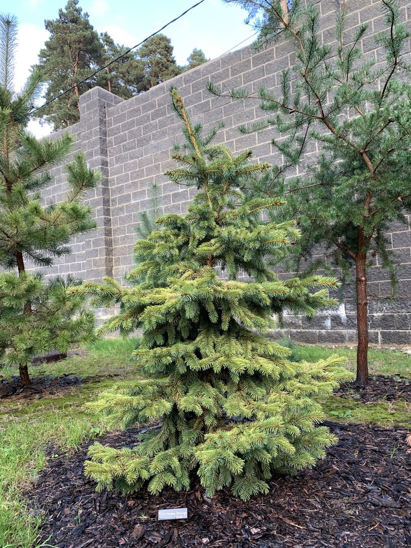 Picea pungens ‘Stanley’s Gold’