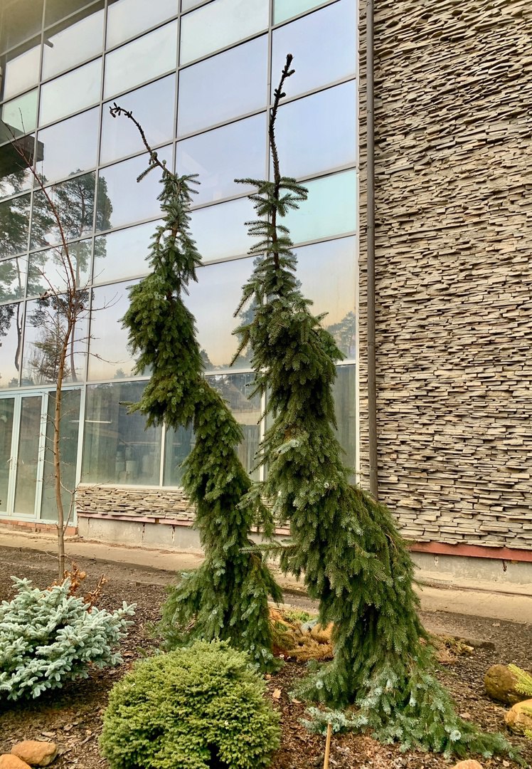 Picea omorika ‘Pendula Bruns’