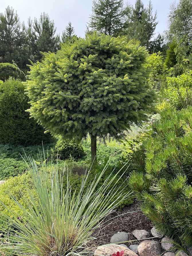 Picea omorika ‘Peve Tijn’