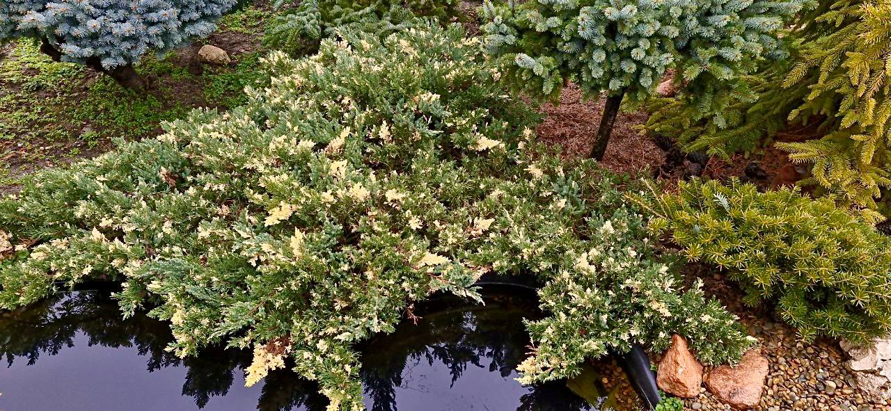 Juniperus chinensis ‘Expansa Variegata’