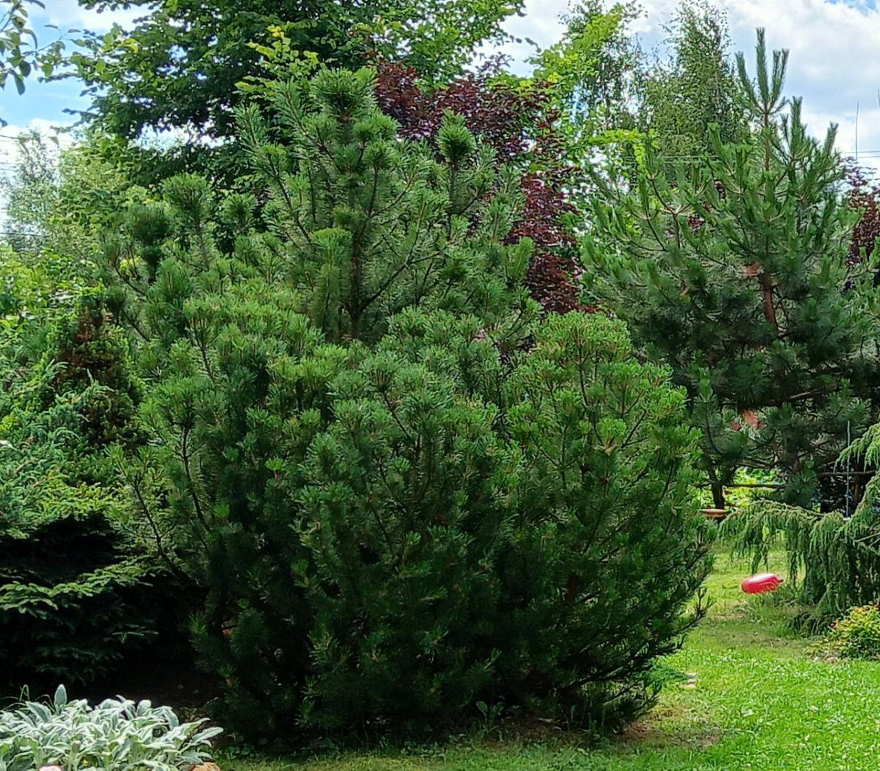 Pinus mugo 'Mughus'