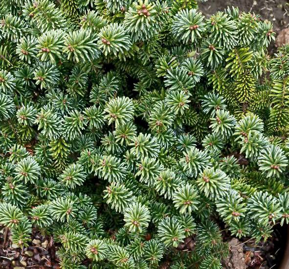 Abies balsamea ‘Kiwi’