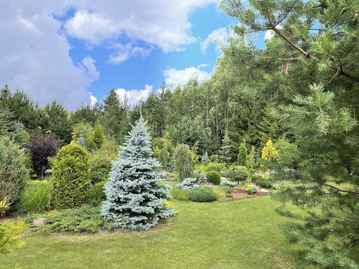 Picea pungens ‘Blue Diamond’