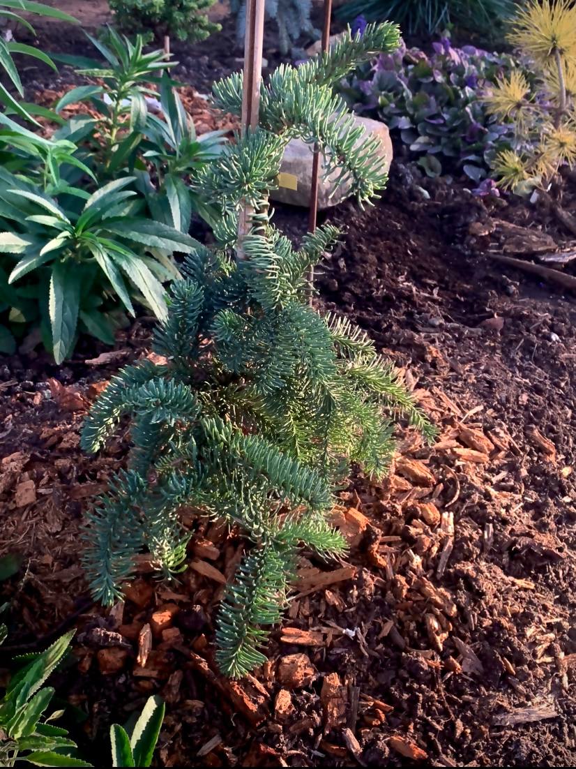 Abies procera ‘Delbars Cascade’