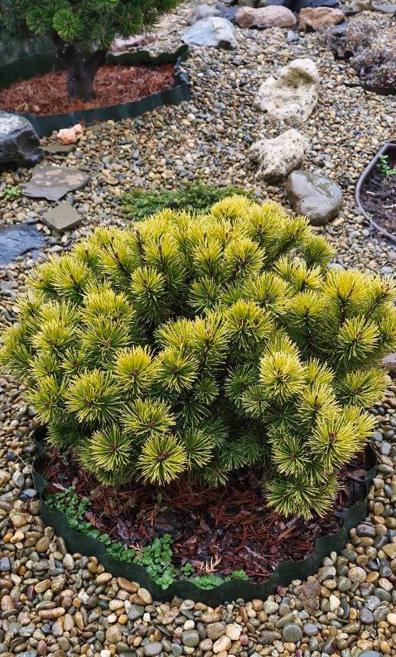 Pinus mugo ‘Ophir’