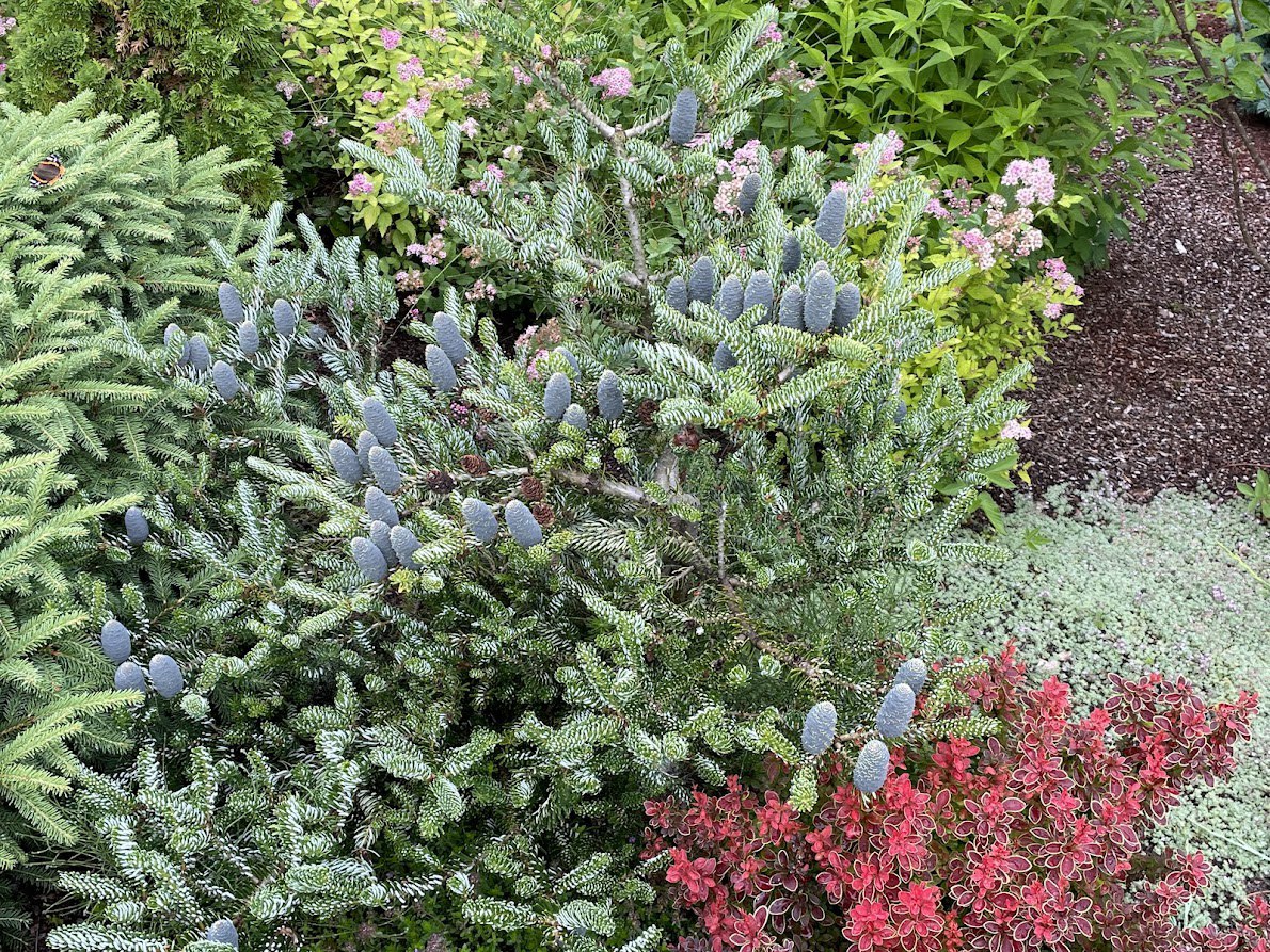 Abies koreana ‘Silver Star’