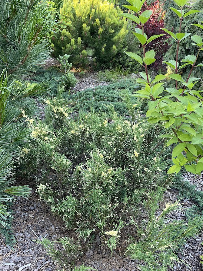 Juniperus sabina ‘Variegata’