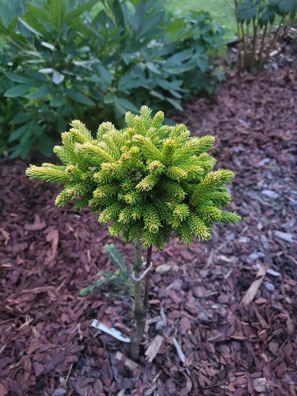 Picea orientalis 'Tom Thumb Gold'