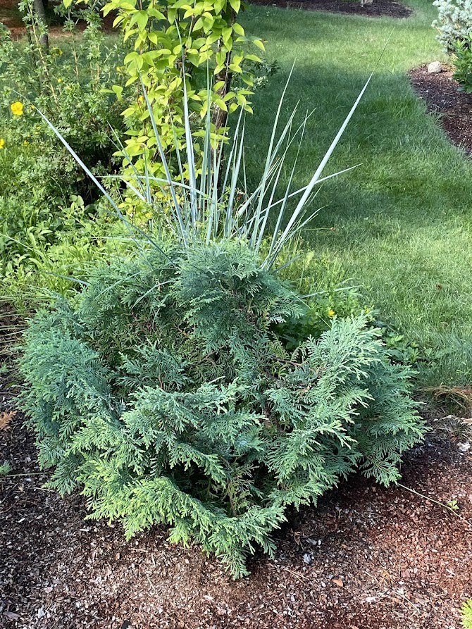 Thuja koraiensis