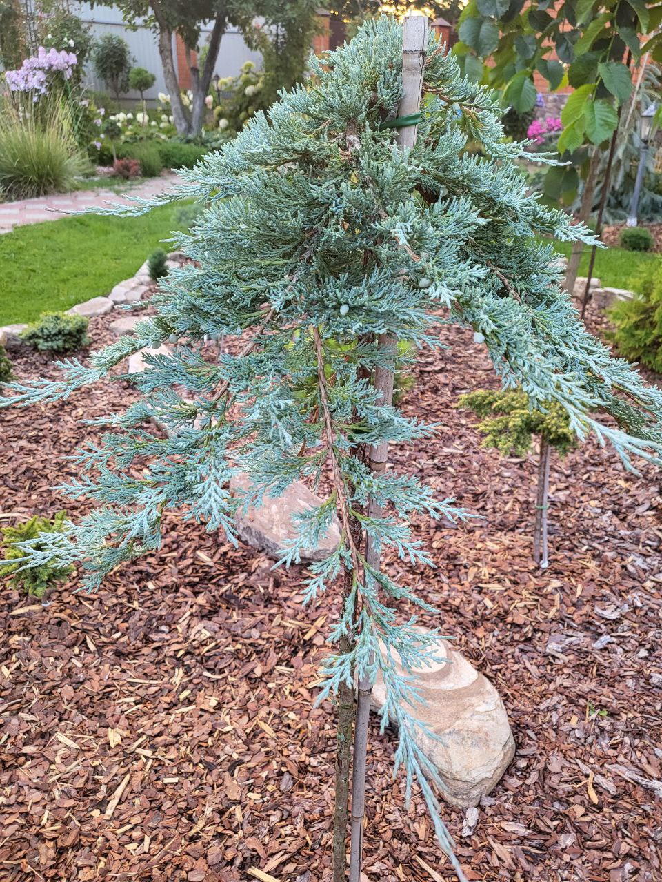 Juniperus horizontalis 'Glacier'