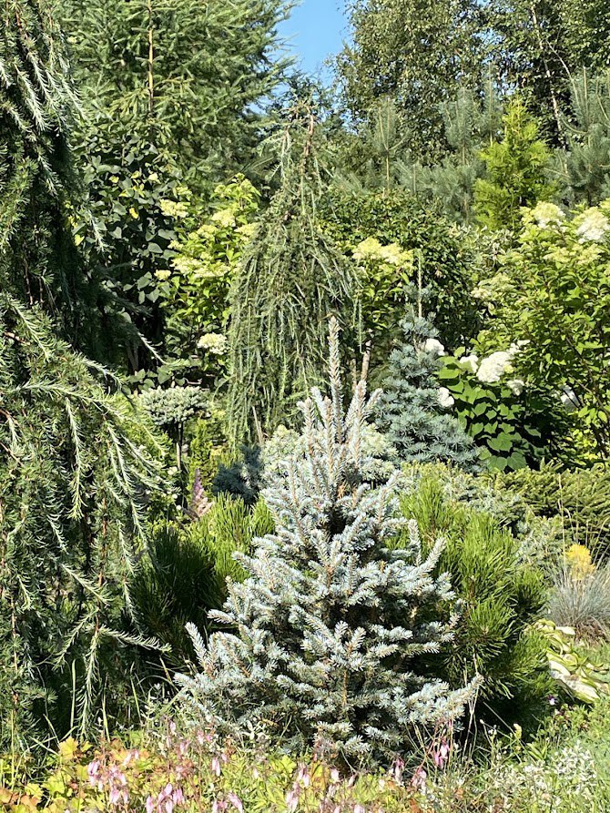 Picea pungens ‘Scottie’