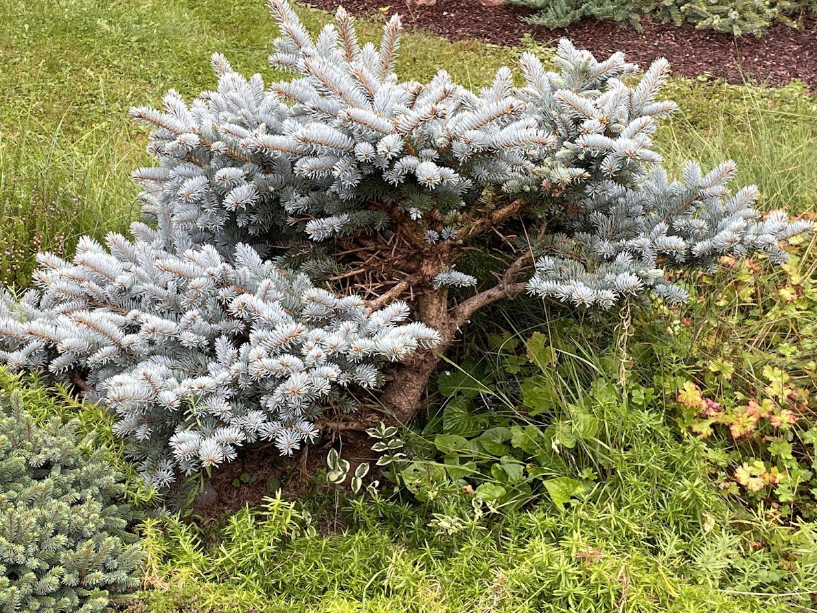 Picea pungens ‘Glauca Globosa’