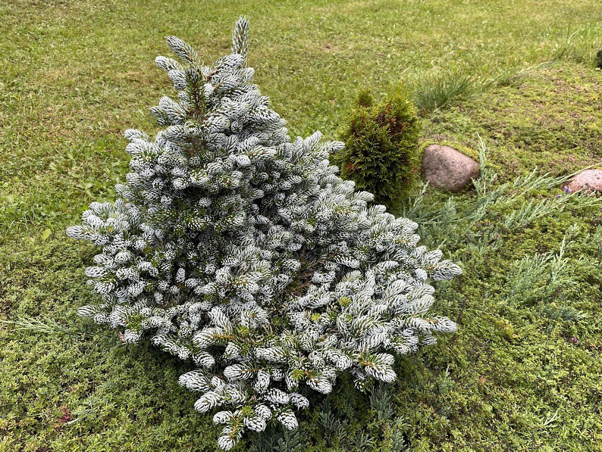 Abies koreana ‘Kohout's Icebreaker’