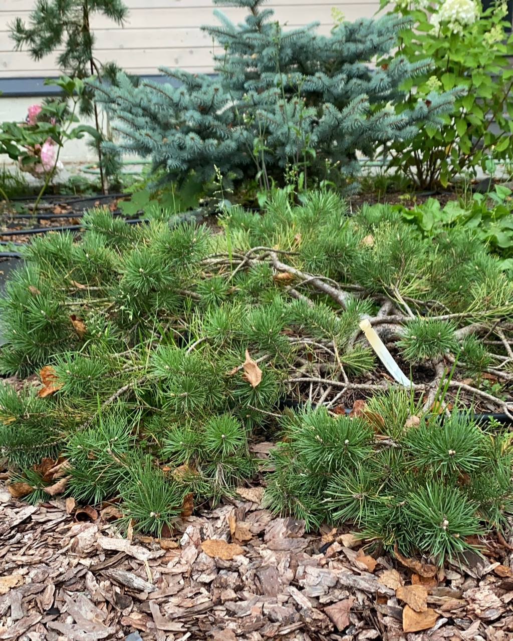 Pinus sylvestris ‘Hillside Creeper’