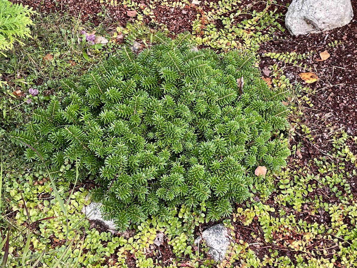 Abies koreana ‘Brilliant’