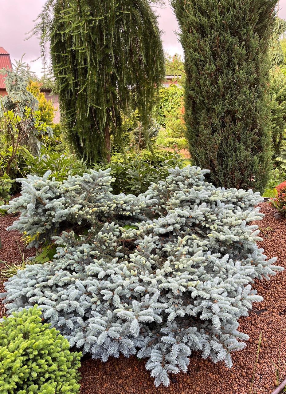 Picea pungens ‘Glauca Globosa’