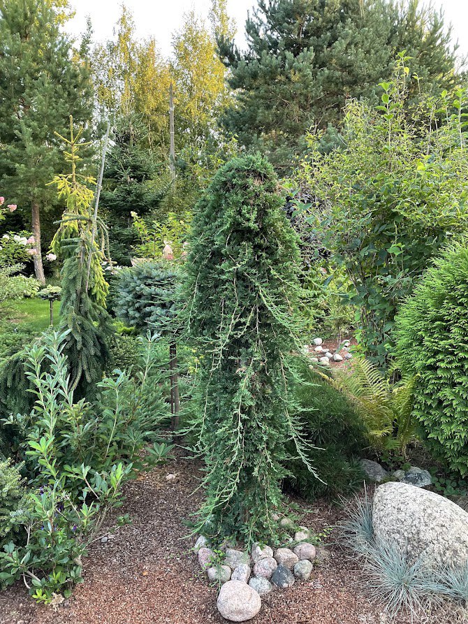 Juniperus horizontalis ‘Wiltonii’