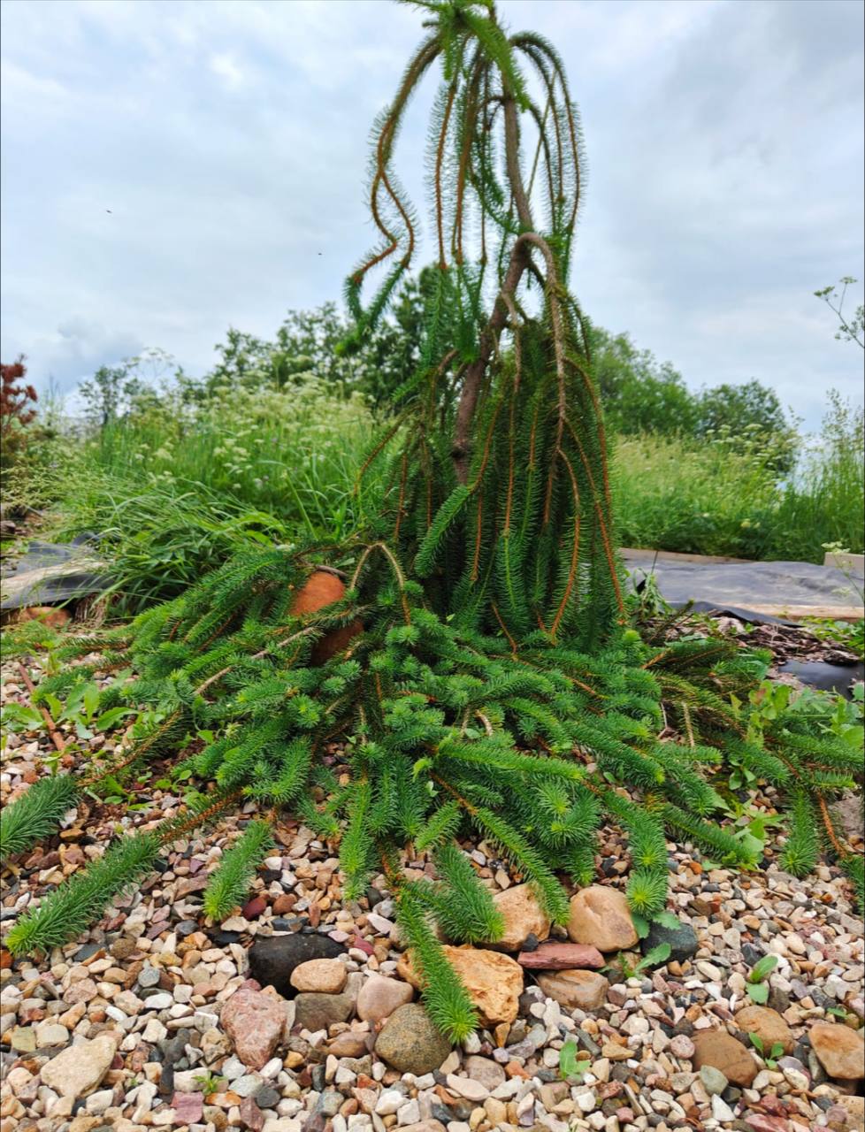 Picea abies ‘Cobra’