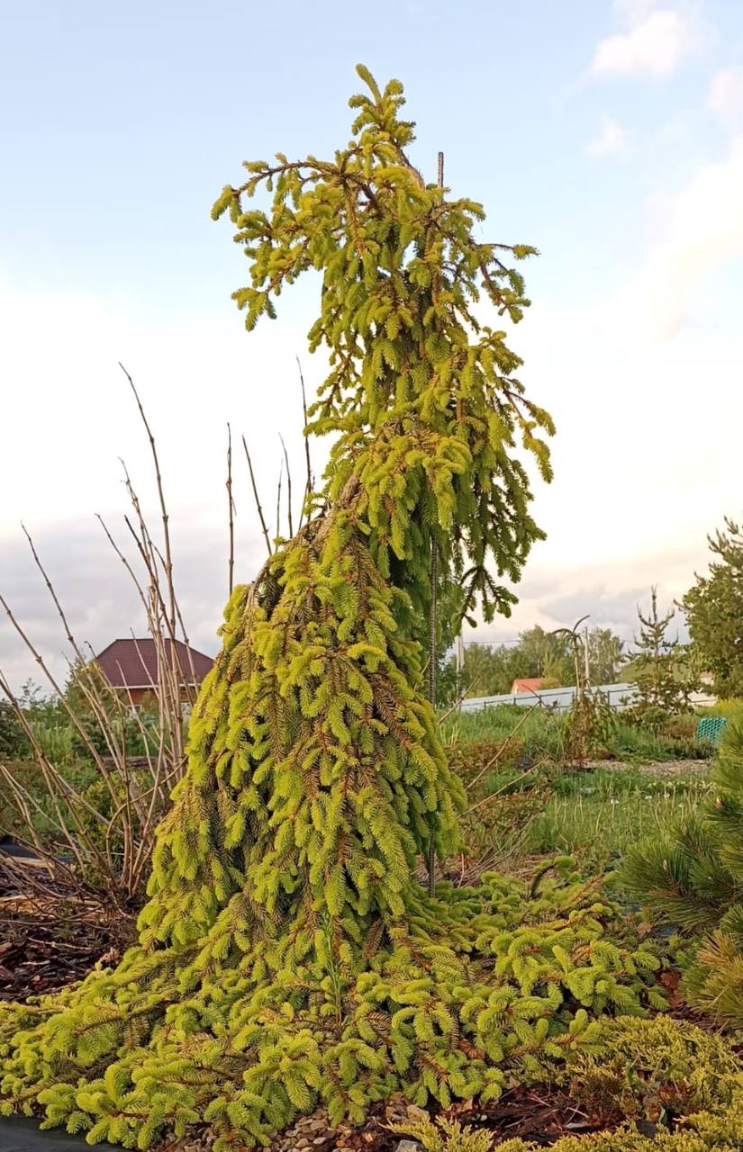 Picea abies ‘Gold drift’