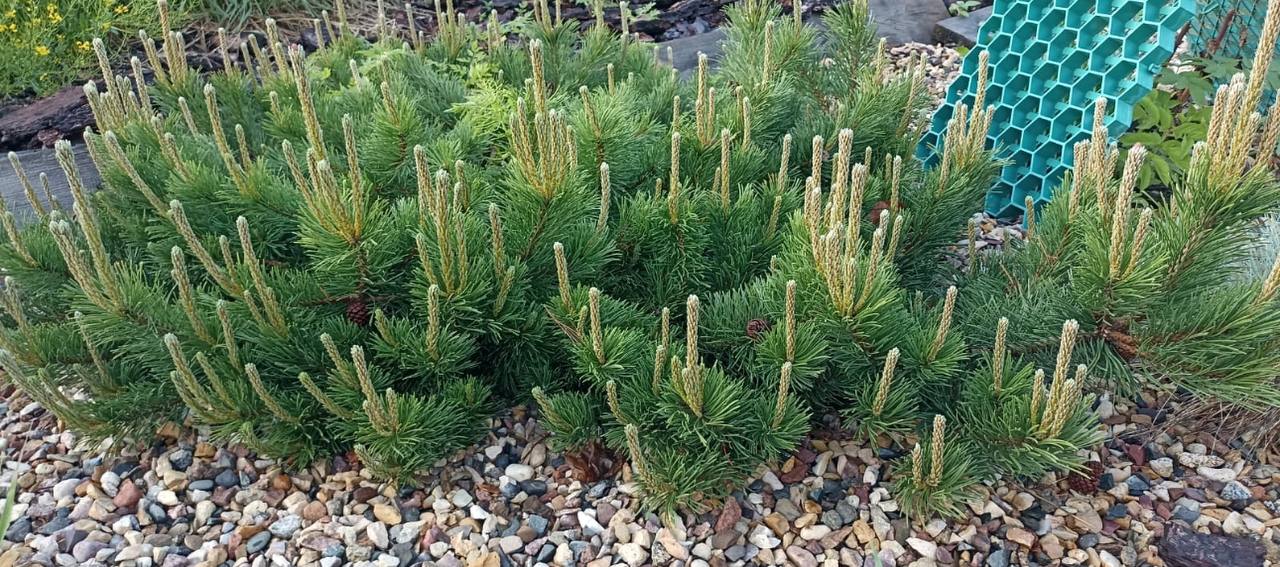 Pinus ‘Krauskopf’