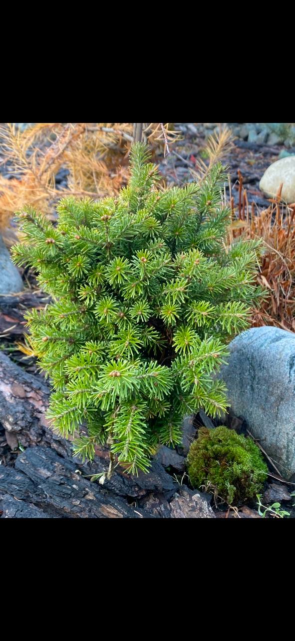 Abies sibirica 'Irka'