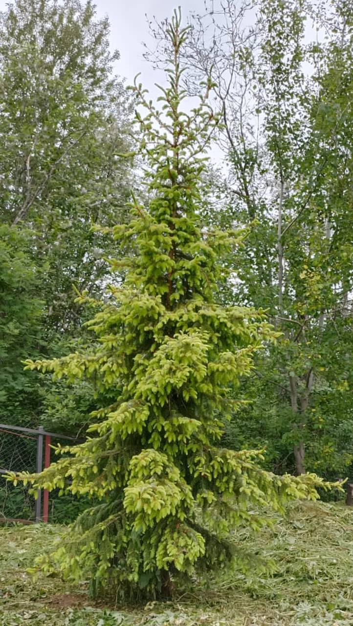 Picea omorika ‘Aurea’