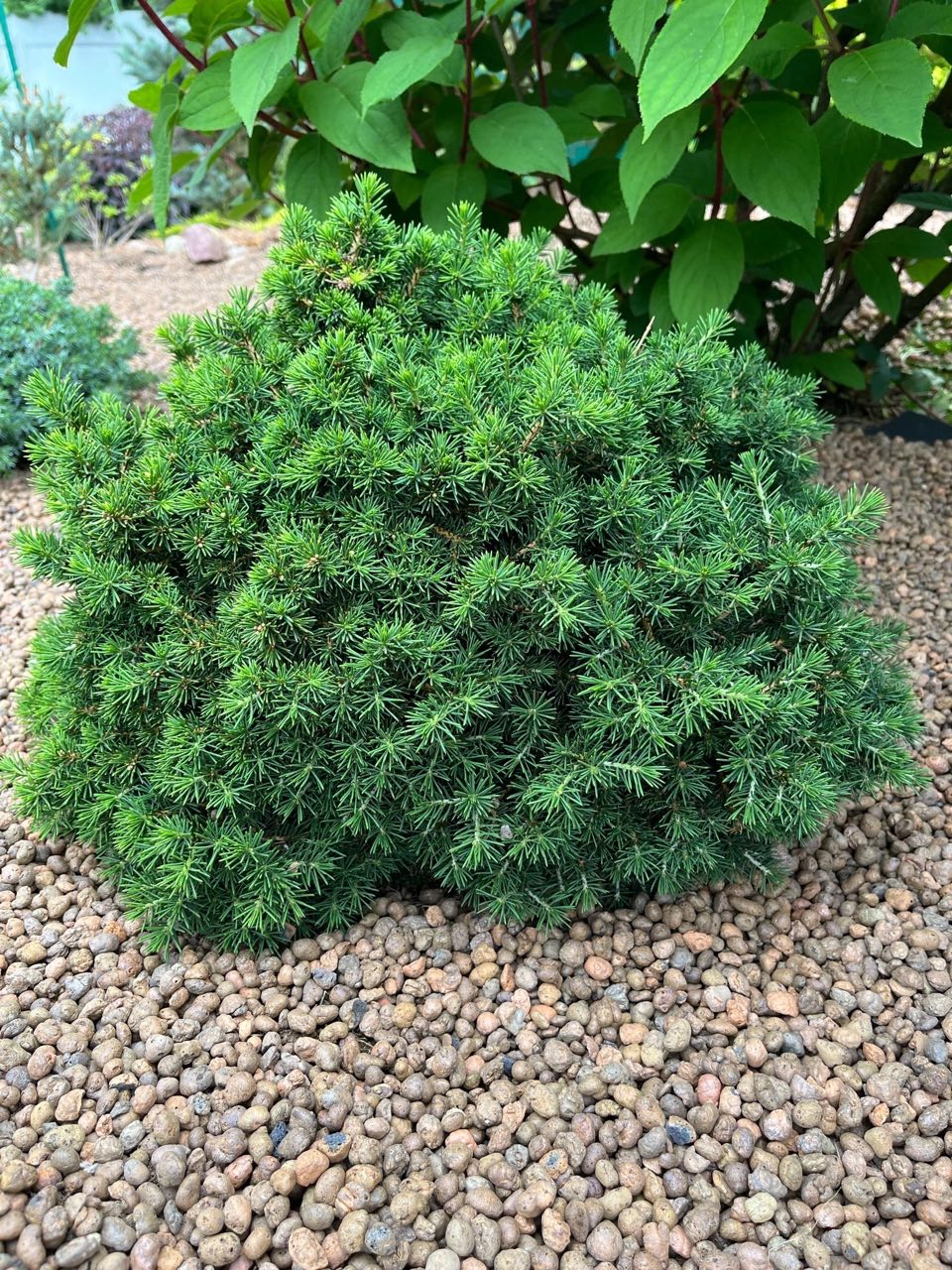 Picea abies ‘Dans Dwarf’