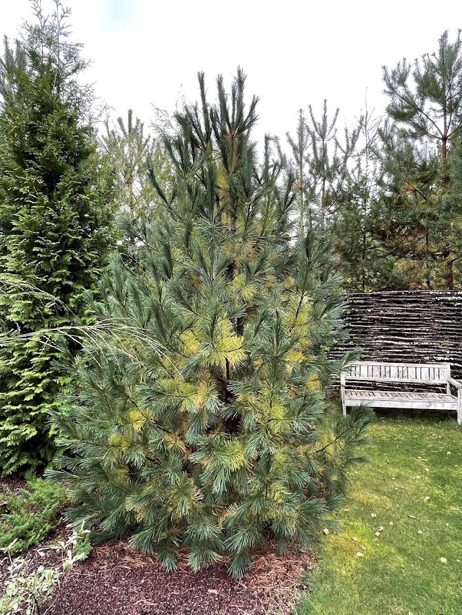 Pinus peuce