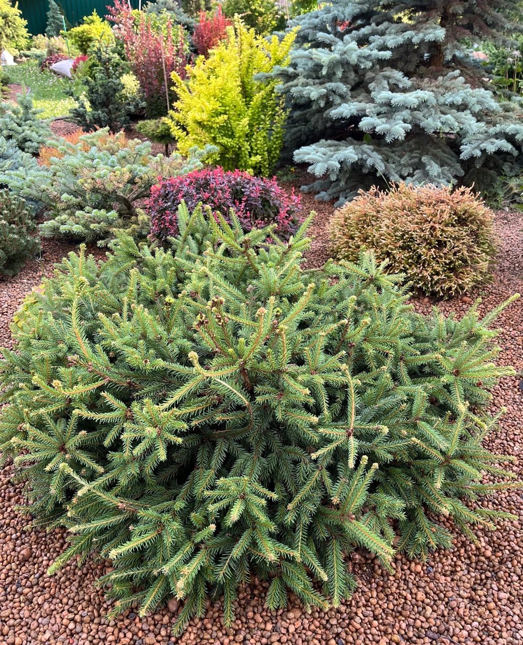 Picea abies ‘Pusch’