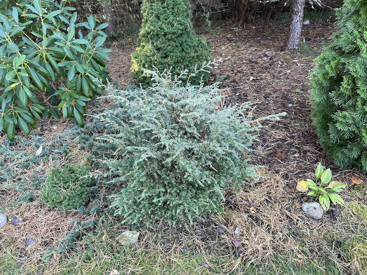 Tsuga canadensis ‘Gentsch White’