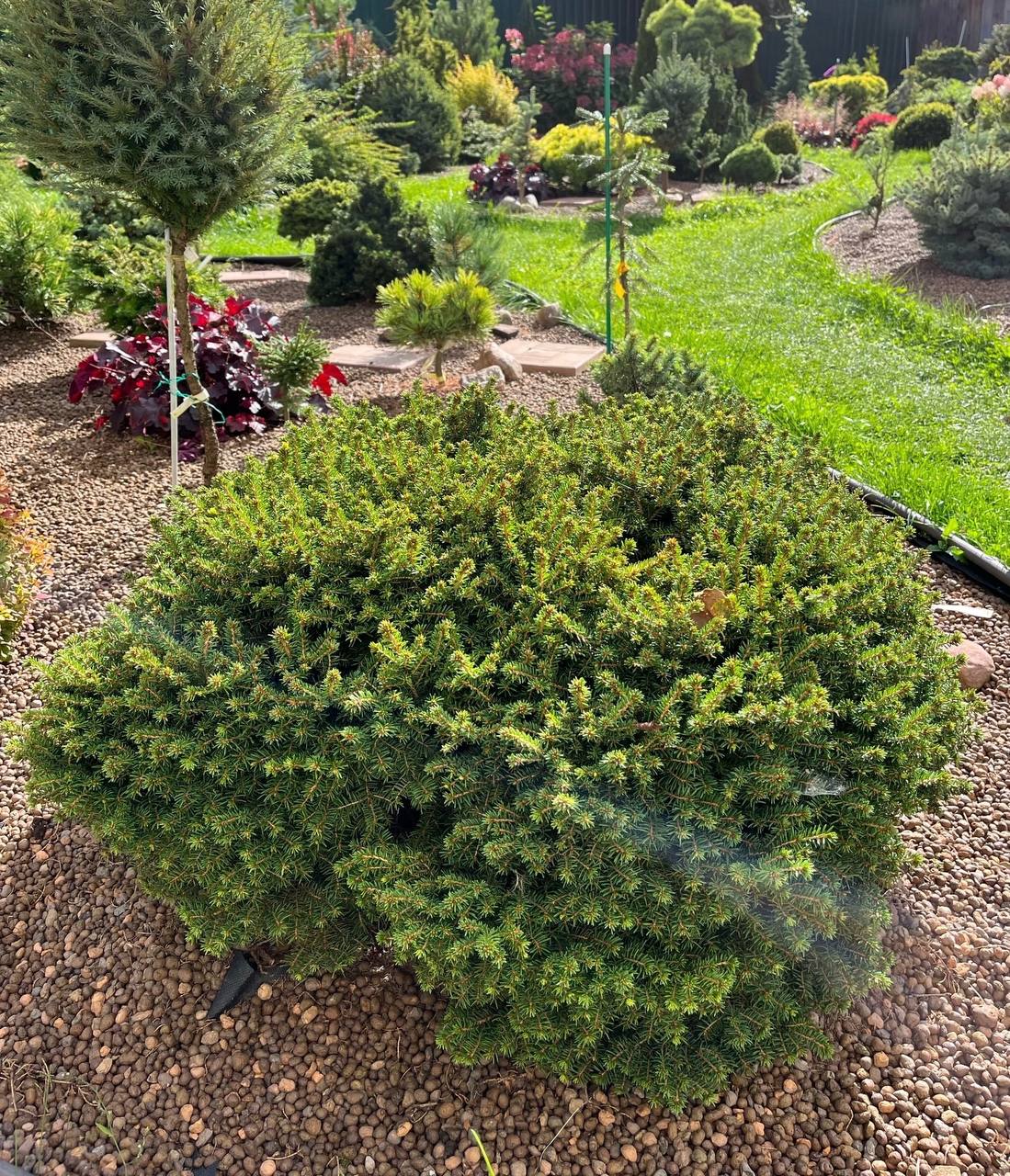 Picea abies ‘Little Gem’