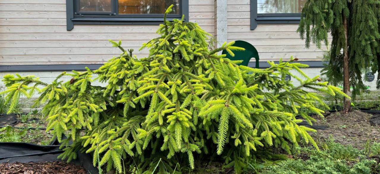 Picea abies ‘Yellow KBN”