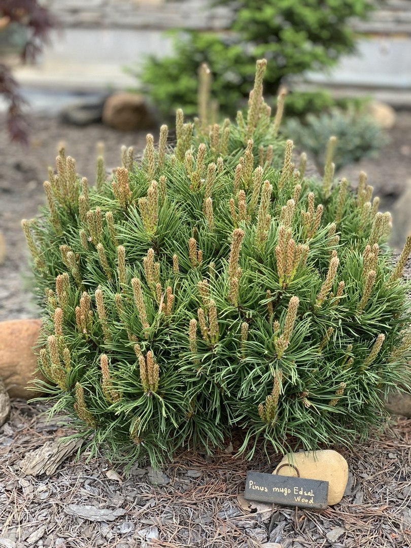 Pinus mugo ‘Edsal Wood’