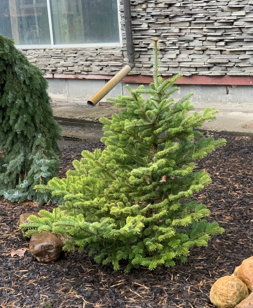 Abies veitchii 'Golden'