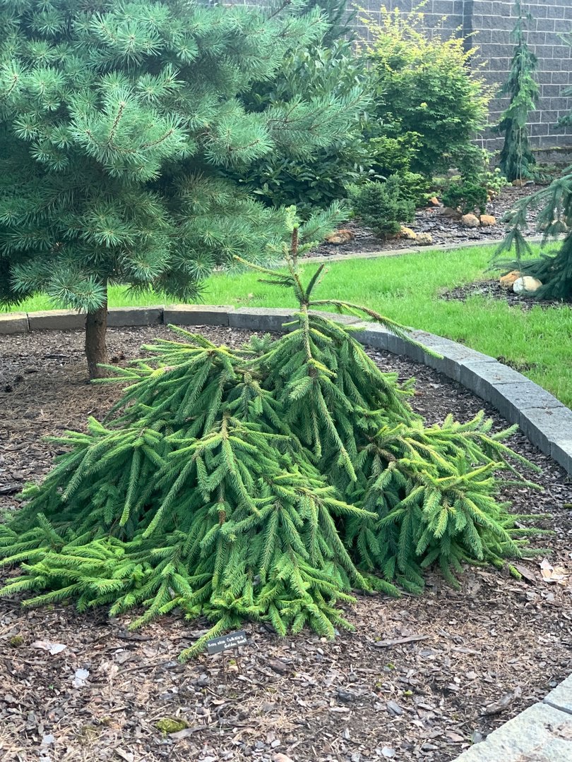 Picea abies ‘Cathrin's Golden Heart’