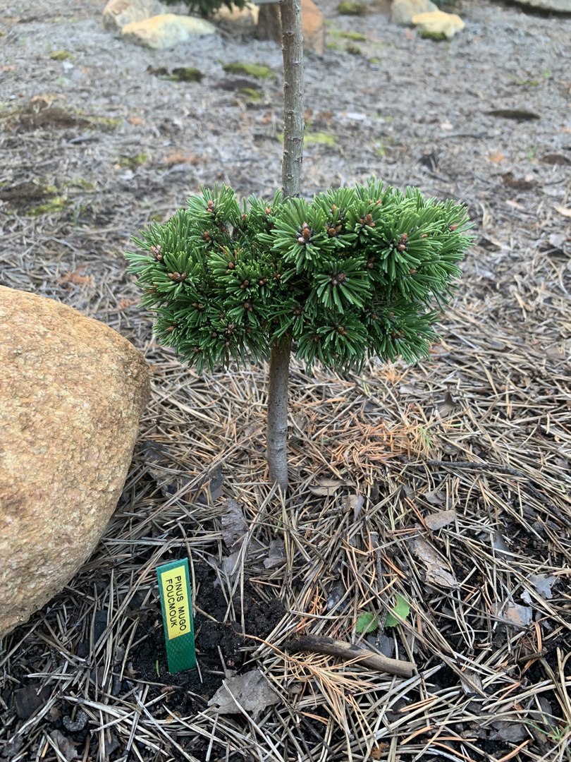 Pinus mugo ‘Foucmouk’