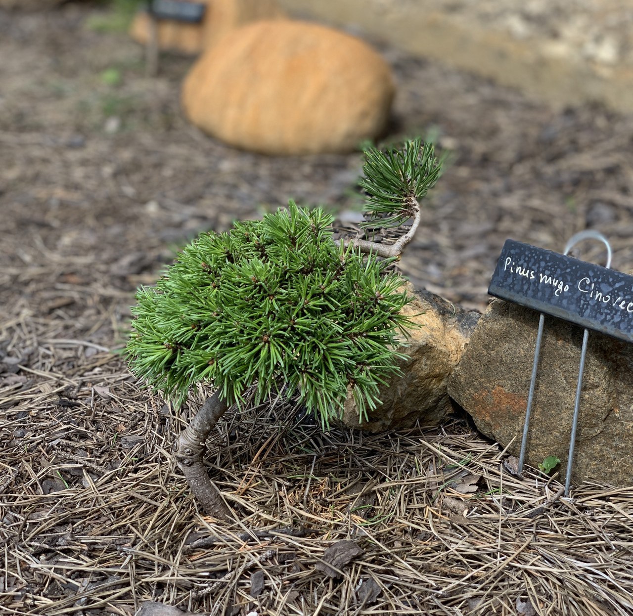 Pinus mugo ‘Cinovec’