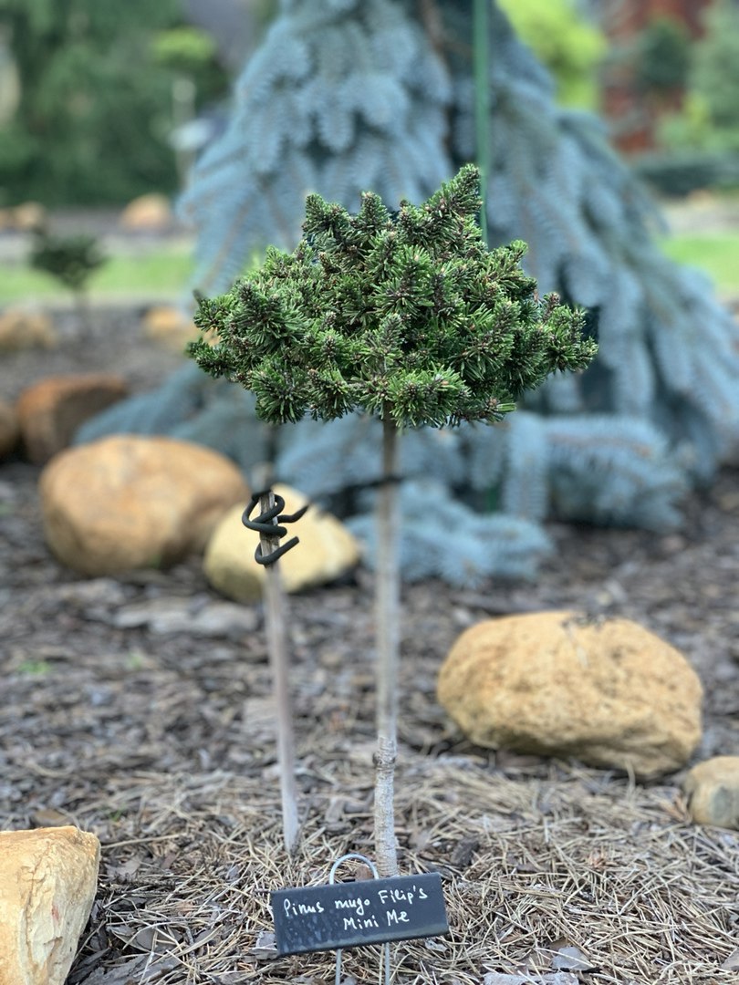 Pinus mugo 'Filip's Mini Me'