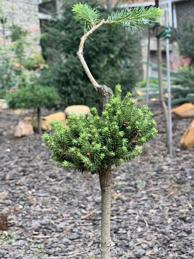 Picea abies ‘Vassar Broom #1’