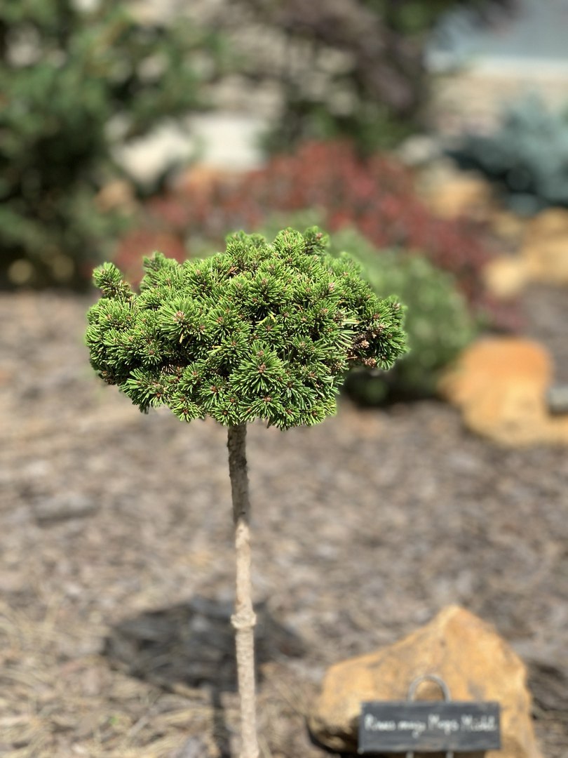 Pinus mugo ‘Mops Michl’