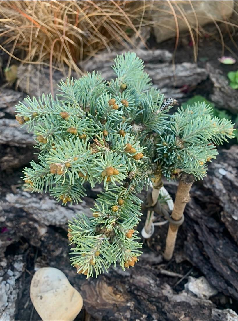 Abies lasiocarpa ‘Cvikov’