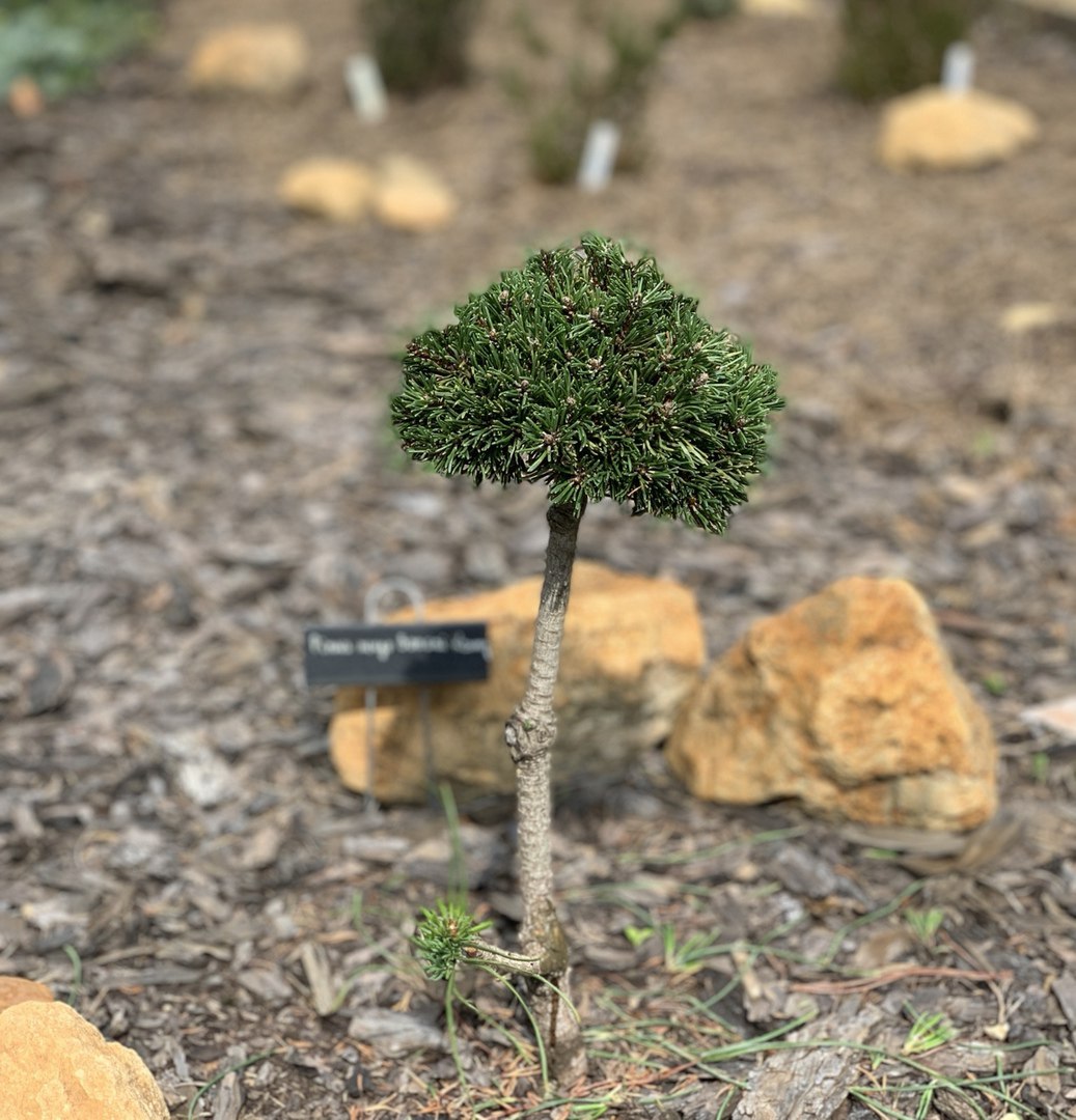 Pinus mugo ‘Bonsai Kramer’
