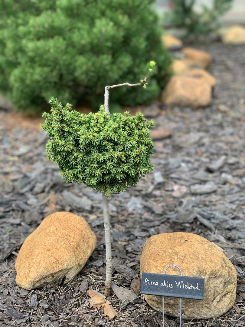 Picea abies 'Wichtel'