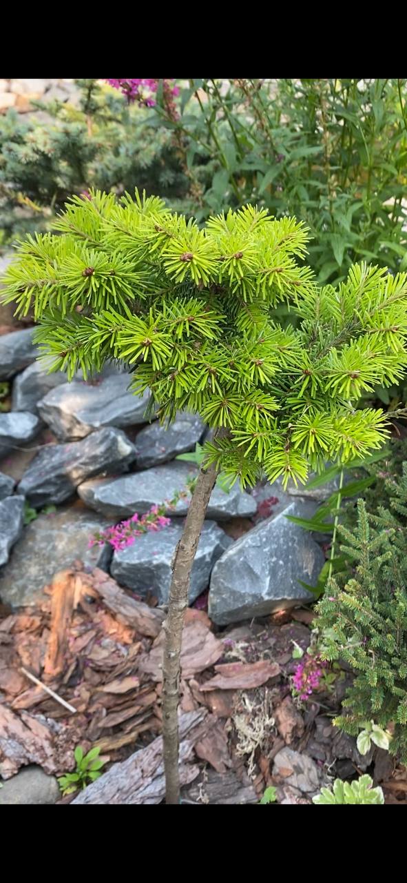 Abies nephrolepis 'Hasikta'