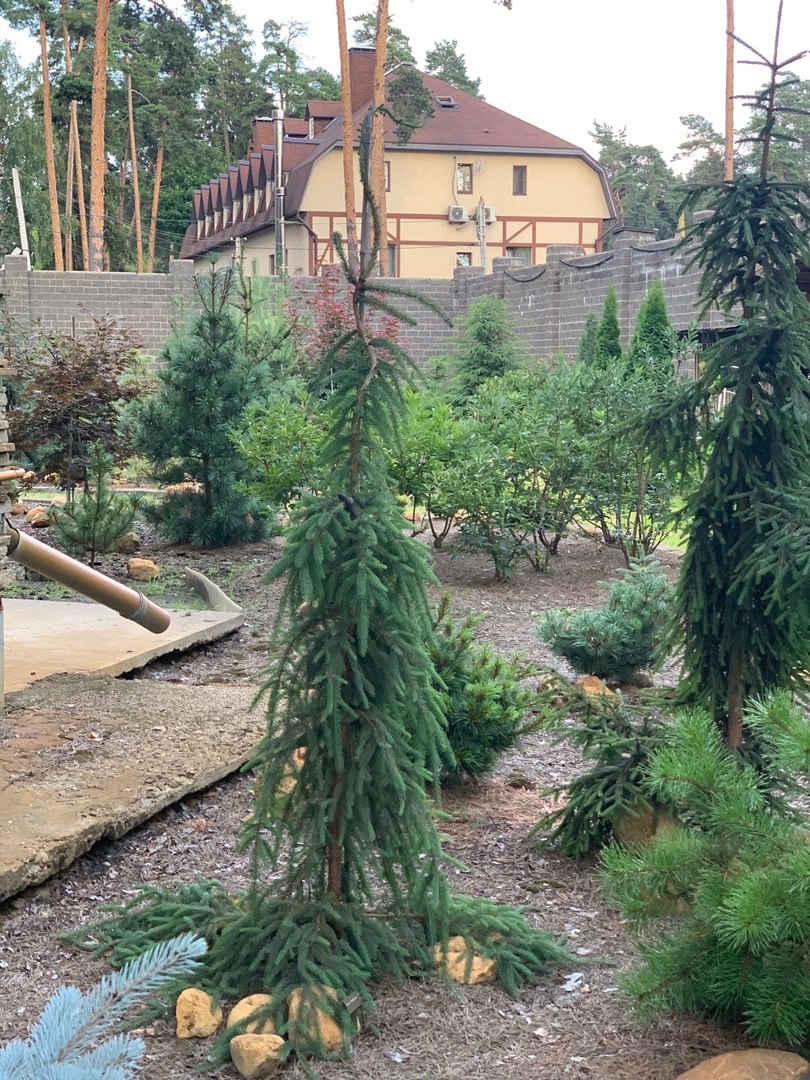 Picea mariana ‘Nicolet Weeping’