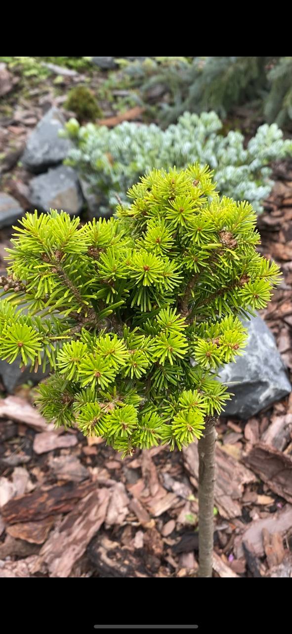 Abies nephrolepis 'Sarin'