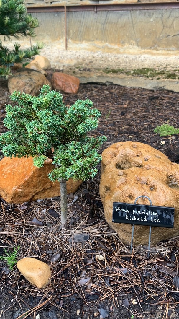 Pinus parviflora ‘Richard Lee’