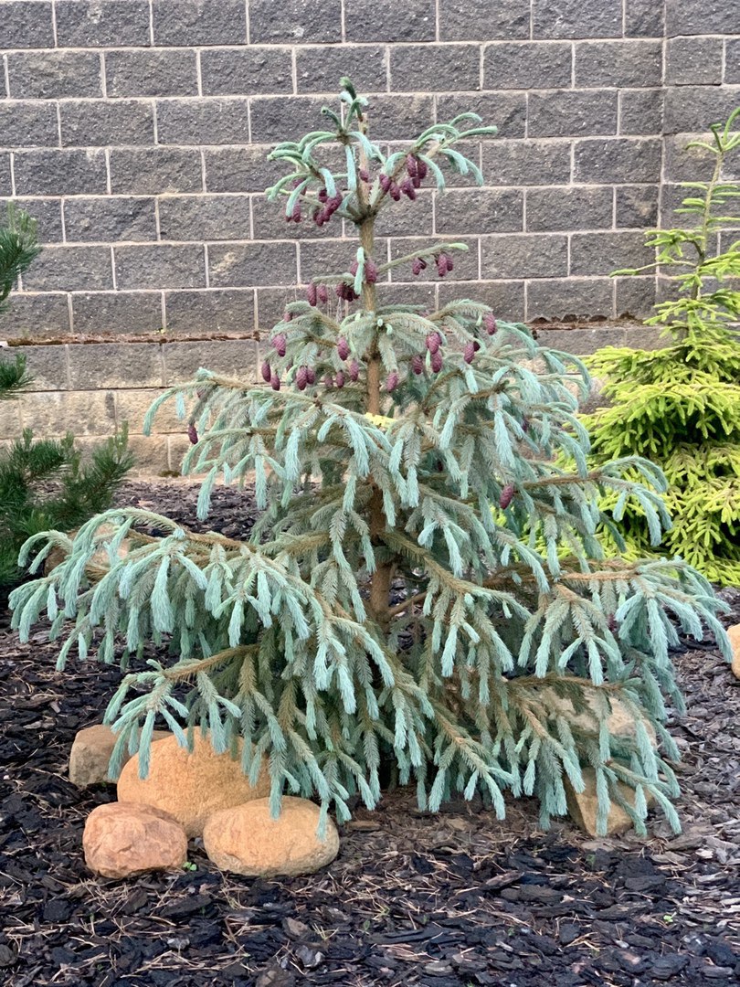 Picea engelmannii ‘Blue Magoo’