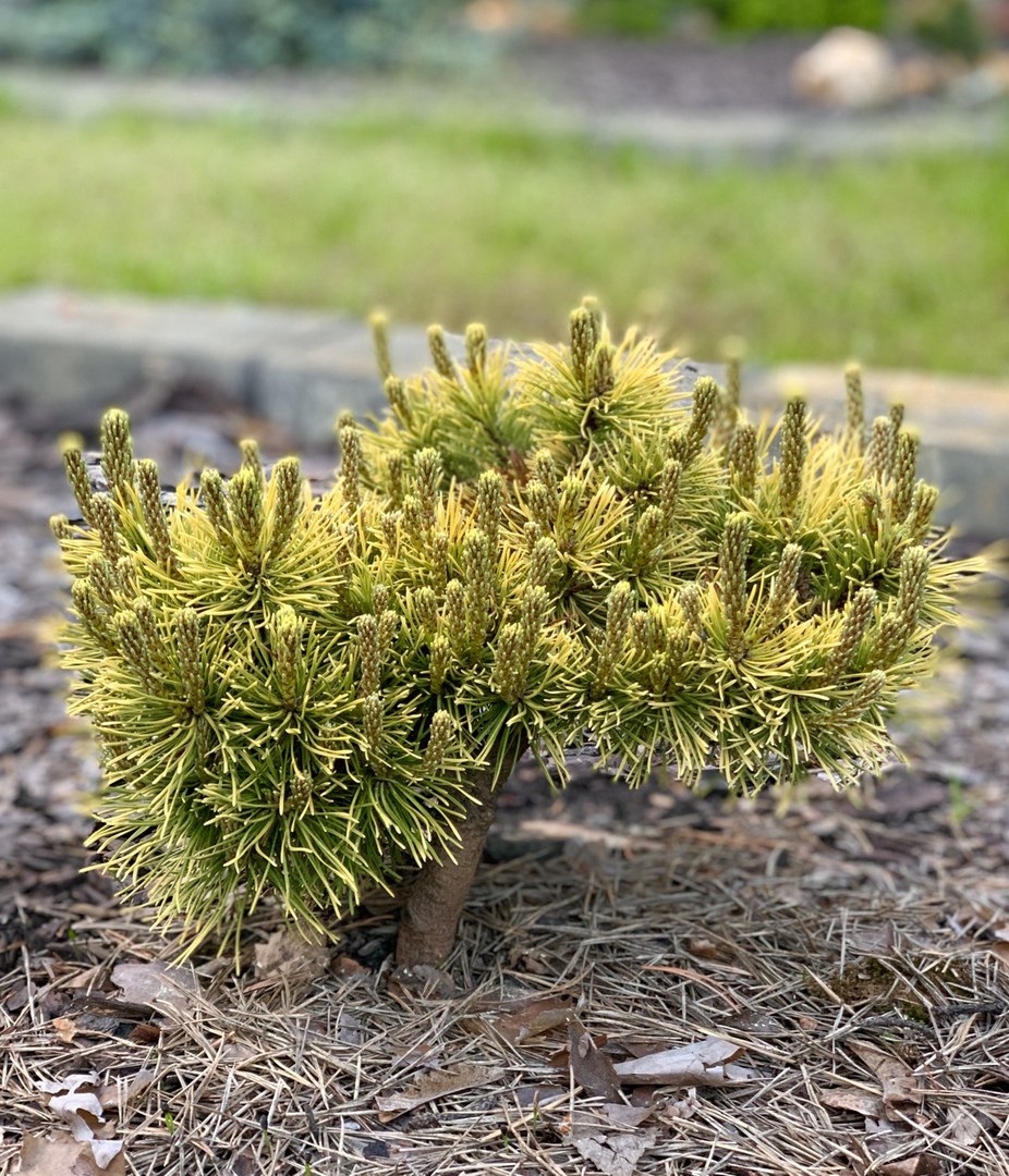 Pinus mugo ‘Lemon’