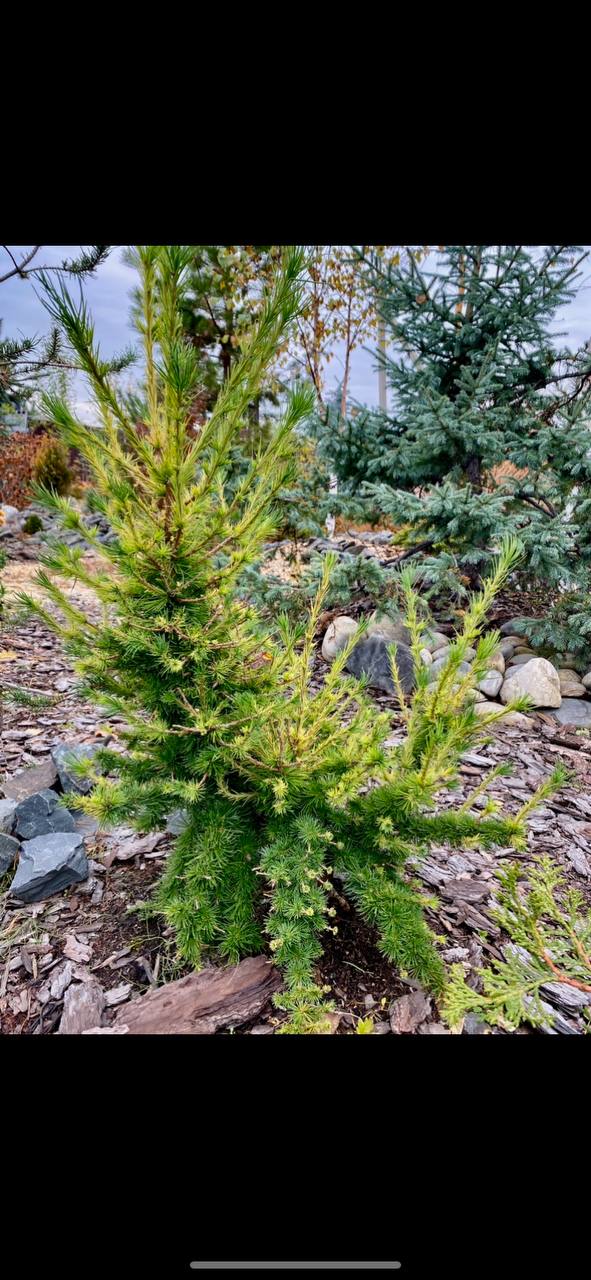 Larix sibirica 'Avelanche'